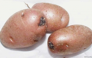 Bacterial exudate coming out of the eyes of a potato tuber and adhering to soil particles. <b><i>Ralstonia solanacearum</i></b> (brown rot)