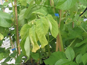 Wilting and chlorosis of the potato leaves. <b><i>Clavibacter michiganensis</i> subsp.<i> sepedonicus</i></b> (ring rot)
