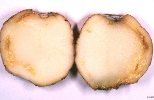 Vascular ring rot with necrosis, dark browning, cavities and bacterial exudate on potato tuber. <b><i>Clavibacter michiganensis</i> subsp.<i> sepedonicus</i></b> (ring rot)