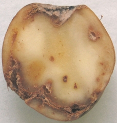 Vascular ring rot with necrosis, dark browning, cavities and bacterial exudate on potato tuber. <b><i>Clavibacter michiganensis</i> subsp.<i> sepedonicus</i></b> (ring rot)