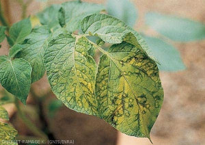 Yellowing and necrotic rings observed on leaves of some potato varieties following <b>Potato Virus Y<sup>NTN</sup></b> (PVY<sup>NTN</sup>) infection