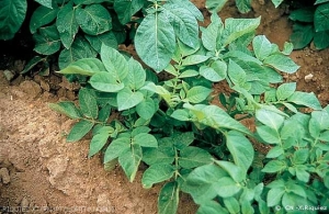 Stunted yellowing potato plant, foliage with an erect growth habit and mild leaf in-rolling (symptoms of PLRV primary infection). <i><b>Potato Leaf Roll Virus</i></b> .