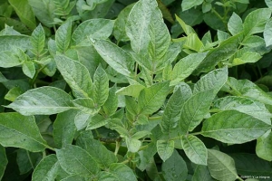 Yellowing foliage and erect growth habit of the upper potato leaves. <i><b>Potato Leaf Roll Virus</i></b> (PLRV)