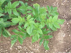 Potato foliage erected and clearer on top and leaf rolling from the base related to an infection of the previous year by <i><b>Potato Leaf Roll Virus</i></b> (PLRV).