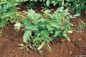 In-rolling of the bottom leaves with yellowing of the whole potato plant (symptoms of PLRV secondary infection). <i><b>Potato Leaf Roll Virus</i></b>