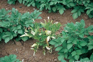 Severe leaf rolling with purplish colouration of leaf edges. <i><b>Potato Leaf Roll Virus</i></b> (PLRV)