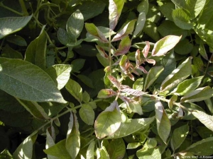 Severe in-rolling of the upper leaves associated with purplish discolouration. <i><b>Potato Leaf Roll Virus</i></b> (PLRV)