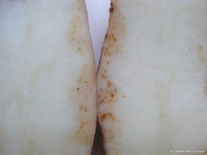Numerous superficial necrotic spots (tuber net necrosis). <i><b>Potato Leaf Roll Virus</i></b> (PLRV)