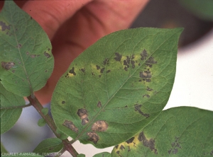 Potato leaf necrosis and chlorosis caused by <i><b>Tobacco Rattle Virus</i></b> (TRV).