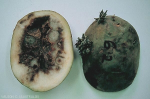 External and internal necrotic arcs and tuber rotting. <b><i>Tomato Spotted Wilt Virus</b></i> (TSWV)