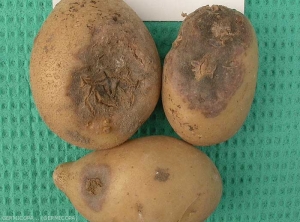 Various forms of surface necrosis on potato tubers caused by the <b><i>Tobacco Necrosis Virus</i></b> (TNV): blisters, depressed black-brown circular spots that develop into rot and star-shaped scabby lesions.