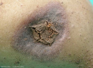 Various forms of surface necrosis on potato tubers caused by the <b><i>Tobacco Necrosis Virus</i></b> (TNV): blisters, depressed black-brown circular spots that develop into rot and star-shaped scabby lesions.