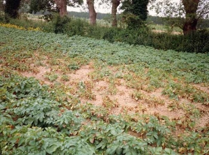 Depressed growth patches in a field highly infested by <i><b>Globodera</i> sp.</b> (potato cyst nematodes)