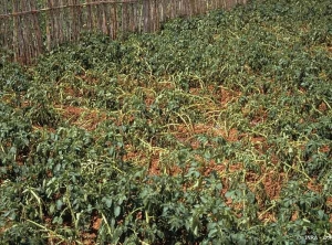 Depressed growth patches in a field highly infested by potato cyst nematodes. <b><i>Globodera</i> spp.</b>