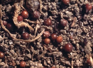 Brown <i><b>Globodera</i> sp.</b> cysts (survival stage) extracted from a soil sample