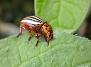 Adult of <b><i>Leptinotarsa decemlineata</i><b> (Colorado potato beetle) eating a potato leave.