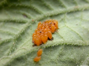 Eggs of <b><i>Leptinotarsa decemlineata</b></i> (Colorado potato beetle) on the underside of leaves of a potato plant