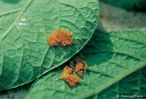 Eggs of <b><i>Leptinotarsa decemlineata</b></i> (Colorado potato beetle) on the underside of leaves of a potato plant.