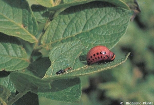 Larva of <b><i>Leptinotarsa decemlineata</b></i> (Colorado potato beetle) eating a leave of a potato plant