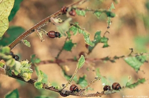 Complete defoliation of a potato plant by feeding larvae of the Colorado potato beetle. <b><i>Leptinotarsa decemlineata </i></b>