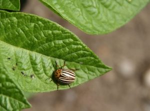 Adult of <b><i>Leptinotarsa decemlineata</i><b> (Colorado potato beetle) on a potato leave.