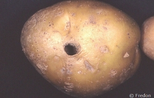 Perforation on a potato tuber caused by a slug
