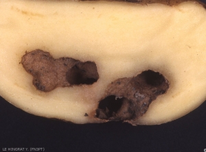 Irregular cavities dug by a slug into tuber flesh