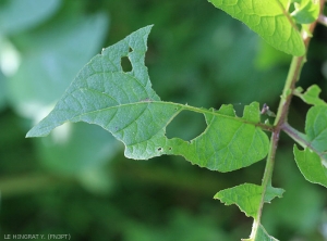 Slug damage to potato foliage with characteristic trails of slime