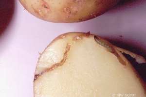 Tuber moth larva (caterpillar) feeding and boring superficial galleries covered with silk-threads and with blackish frass expelled to the outside. <b><i>Phthorimaea operculella</b></i>