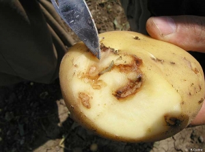 Tuber moth larva (caterpillar) feeding and boring superficial galleries covered with silk-threads and with blackish frass expelled to the outside. <b><i>Phthorimaea operculella</b></i>