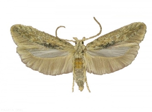 Adult moth: <b><i>Phthorimaea operculella</b></i> (Potato Tuber Moth)