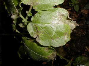 Galleries dug in potato leaves by leaf-miners. <i><b>Liriomyza</i> sp.</b>