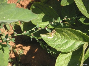 Galleries dug in potato leaves by leaf-miners. <i><b>Liriomyza</i> sp.</b>