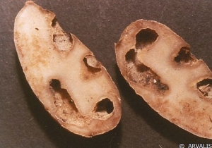 Damage caused by white grub on tubers. <b><i>Melolontha melolontha</b></i>