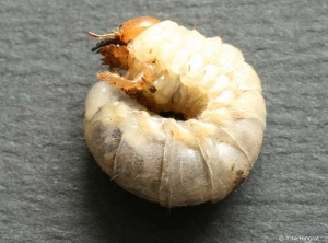 Cockchafer larvae (white grub). <b><i>Melolontha melolontha</b></i>