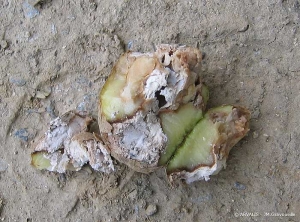 Crushing of a potato tuber with the formation of small piles of starch