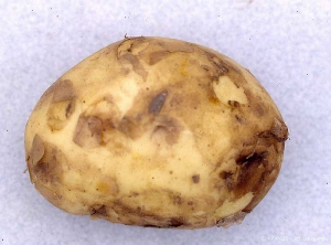 Scratches and brown marks on immature potato tuber