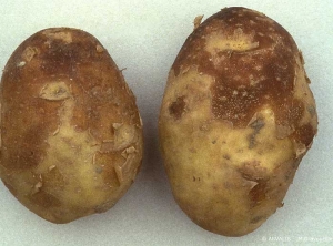 Abrasions and browning playing in rusty brown color areas on potato tubers