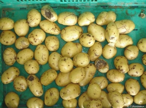 Bruises (fracture damage) caused by major impacts during harvesting or handling of potato tubers