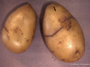 Bruises (fracture damage) caused by major impacts during harvesting or handling of potato tubers