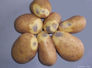 Internal bruising or black spots under the skin, caused by a reaction to wounds, chiefly when handling cold potato tubers