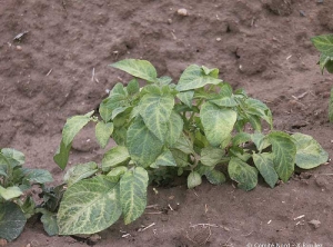 Lack of metribuzine selectivity (here alone), causing the leaf tips to turn yellow just after emergence, followed by marks on the bottom leaves (yellowish veins), later on the growing crop