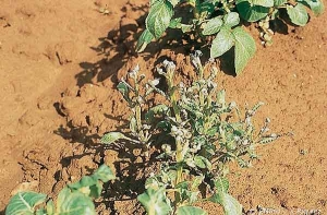 Severe leaf deformation, even hooked or bent-stem symptoms, caused by the application of hormones to the previous crop, possibly due to drift from an adjacent plot, of residues in the soil or a carelessly rinsed sprayer. <b>Herbicide phytotoxicity</b>