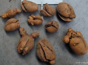 Tuber deformation caused by the application of non-selective herbicides to the previous crop (imazamethabenz, a cereal herbicide). <b>Herbicide phytotoxicity</b>