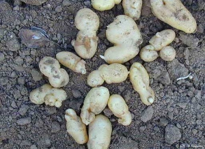 Tuber deformation caused by the application of non-selective herbicides to the previous crop (imazamethabenz, a cereal herbicide). <b>Herbicide phytotoxicity</b>