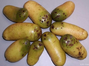 Damage linked to the direct application of a haulm desiccant on potato tubers