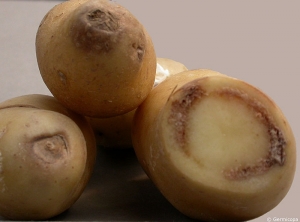 Necrosis at the heel-end and browning of the vascular ring due to haulm destruction in very hot weather on dehydrated plants