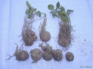 Symptoms observed after replanting potato tubers that have been in contact with chlorpropham (CIPC)