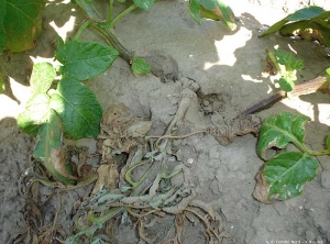 Leaves burn and broken stems on a potato plant caused by the wind