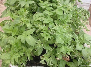 Necroses and leaf deformation on potato plant caused by frost
